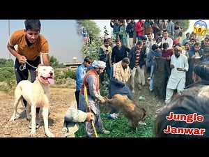 BASSAM KY FARM PY JUNGLE JANWAR AA GYA😱