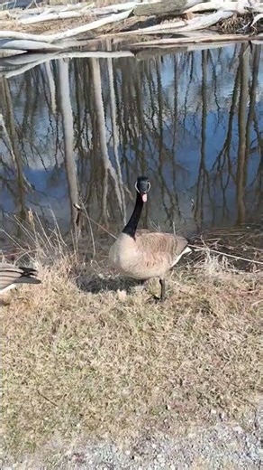 Canada Goose: It's Not Okay! #Hiss #Goose #Birds #Nature #Geese #Wildlife #Shorts #ytshorts #asmr.
