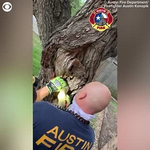 A SQUIRRELLY SITUATION: A squirrel somehow managed to get its head stuck inside a tree in Austin, TX, but firefighters came to the rescue. | CBS Newspath