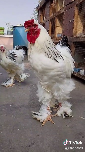 World's Largest Chicken Breed: Barhma, Giant Feathers, and More