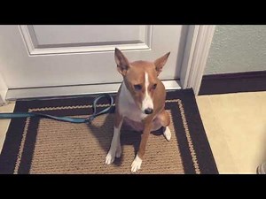 Why Don't Basenjis Bark? The Story of the 'Barkless' Dog