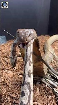Why Do King Cobras Eat Other Snakes?