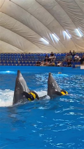 Dolphin Show Highlights: An Amazing Aquatic Experience