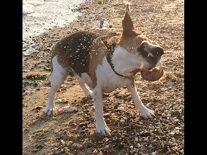 Beagles : Best Wet Dog Shake [Shaking] Ever - Nice HD Slo-Mo [beagles are the best]