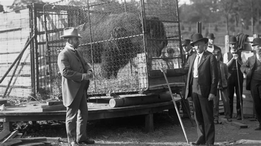 THE AMERICAN BUFFALO a film by Ken Burns is a dramatic story of the American Buffalo's near extinction—and the people who saved it. WKNO presents an encore presentation of the 2 part series tonight, (Jan 5) and Friday, Jan 12 a 8:00 PM on #WKNOChannel10, stream anytime with WKNO Passport: https://www.pbs.org/show/the-american-buffalo/ | WKNO