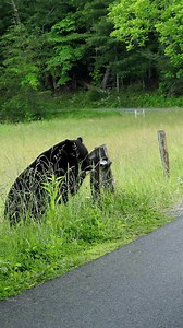 While driving in Cades Cove in June, we stopped to watch this nimble Black Bear leaping over the small fence. Really glad the bear just kept on going... #nationalparks #wildlife #tooclose #tourons #nature #bears | oneWildlifer