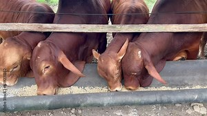 Group of Australian beef cattle eating in a farm in Queensland, Australia.