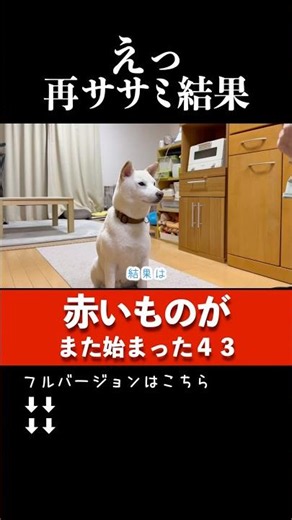 【追試①】再ササミの結果...便に赤いものが出た #柴犬 #負荷試験 #鶏肉