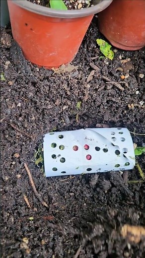 Turning cardboard tube into worm feeder!!!