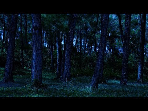 Crickets & Thunder in the Windy Night | Binaural Ambient Sounds for Sleep & Relaxation