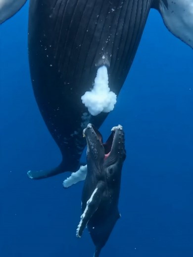 Wait, have you ever seen this before?! 🤯 This is the incredibly rare and beautiful moment a mother humpback whale nurses her calf underwater! 🐋🍼 Whale milk is super thick and packed with fat so it doesn’t dissolve in the ocean before the baby can drink it. Nature is just full of wild surprises! Did you know this is how baby whales feed? Let me know down below! 👇 #Amazing #whale #ocean #nature #wildlife