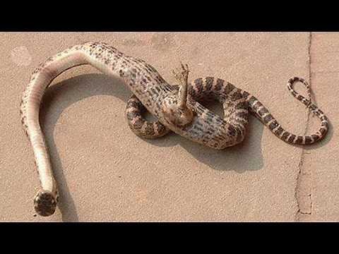 10 Most Shocking Animal Mutations