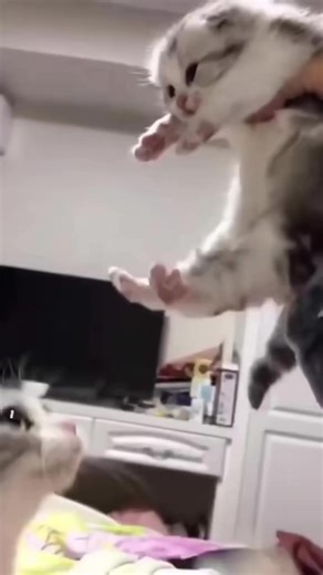 #cat #cute #kucinglucu #babycat