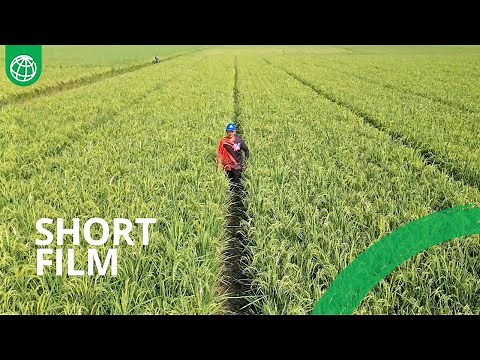 How Modern Technology Is Revolutionizing Agriculture in Indonesia? Innovation & Sustainable Farming