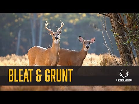 Doe Bleat & Buck Grunt {Sound Only}
