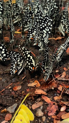 Soul🦋🍃🦚 Swallowtail butterfly🦋Mud puddling, also called puddling, is a behavior where butterflies congregate on moist areas like mud, wet soil, or even animal dung to obtain minerals and nutrients🦋🦋🍃🏔️ #butterflies #butterfly @highlight | Nandha Kumar