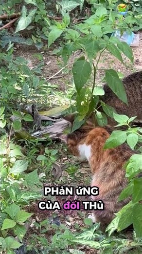 🐱 2 Orange Cats Attack Red-necked Grass Snake