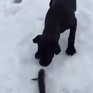 Kendra Williams from Charlottetown, Labrador sent us this adorable video of her puppy's first time seeing a trout -- and he wasn't too happy about it! "Although he didn't like seeing the fish out of the water, he sure liked ice fishing for them!" | CBC Newfoundland and Labrador