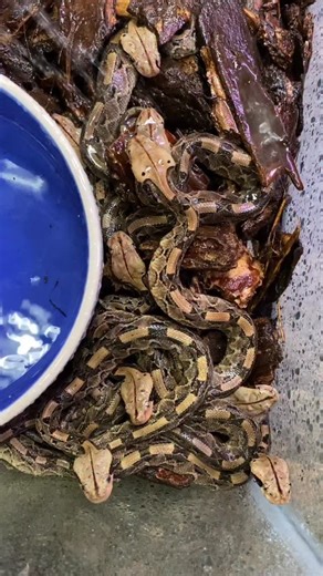 Baby GABOON VIPERS😱 Caught these beautiful baby Gaboon Vipers drinking their first sip of water🤩 And some of them are even drinking off each others head😍 These guys may be very cute but those venom glands already have enough venom for a fatal bite😳 They have the longest fangs of any venomous snake in the world🤯 They are one very dangerous noodle and have a very those long fangs allow them to inject a very large quantity of venom into its prey⚠️ | Jayprehistoricpets