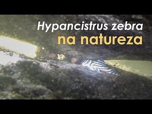Hypancistrus zebra in Nature!