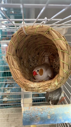 This penguin and zebra finch are such good mothers! You can't even shoo them away from their daily