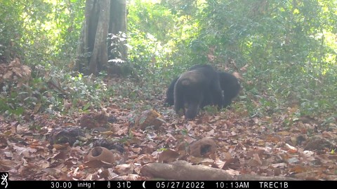 Chimps caught on camera sharing "boozy" fruit for first time