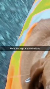 3.4K views · 17 reactions | Here we have a top-notch voice actor  磊  #meowed#dogs_of_instagram#dog_features#woof#tiktok#trending#foryoupage#funny#catlover#animallover | Dogs Around | Facebook