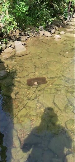 How to catch minnows in seconds with cheap minnow trap from walmart! #subscribe #shorts