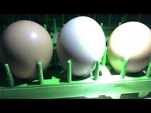 SHPF-Candling Ringneck Pheasant Eggs-Ep.3