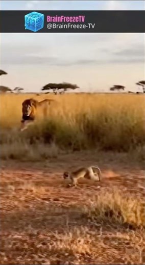 🦒 Giraffe Head Refuge