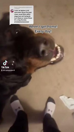 Rottweiler growling / purring with happiness