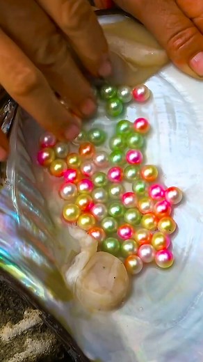 Beautiful pearls and clear spring water are a perfect match. | Pearls collecting