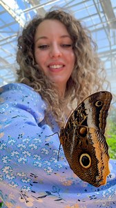 1K views · 35 reactions | 1, 2, 3...How many can you see? From Blue Morphos to Monarchs, don't miss over 60 species of butterflies at the country's largest butterfly conservatory in Scottsdale. One might even land on you! Plus, you'll get the chance to see many other unique rainforest reptiles, insects, and fish all in one day. | Butterfly Wonderland | Facebook