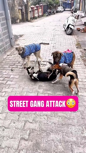 Why This Kitten Had to Be Locked in a Box 😳