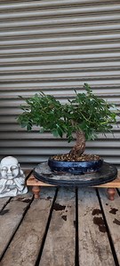 Fraxinus Bonsai - Etsy UK