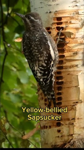 Yellow-bellied Sapsucker - Bird Identification