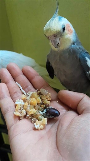 He have just singing mood|| Cocktail bird . . . . . . . #cocktails #cocktail #ককাটেল #লাভবার্ডস #লাভবার্ড #লাভবার্ডসপাখি #fbreels2025ツ #fbreels25 #lovebird #lovebirds #birds #birdsolution | Bird Solution