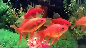 Everything about  Shubunkin Goldfish