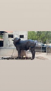 DAUGHTER OF MODI BULL | Buffalo Breeders Of Gujarat