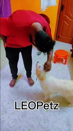 3-Year-Old Aggressive Lhasa Apso | 4 Days Transformation Journey 🐾#leopetz #lhasaapso #dogtraining