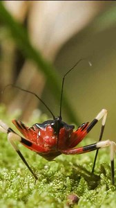Stung by an Assassin Bug: Here’s What Happened