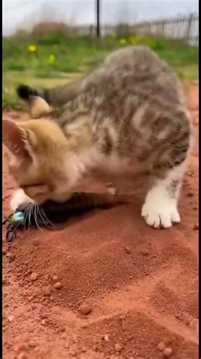 OMG what is that thing???