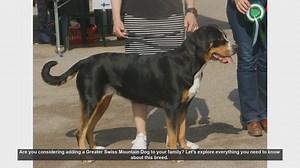 Greater Swiss Mountain Dog: Everything You Need to Know