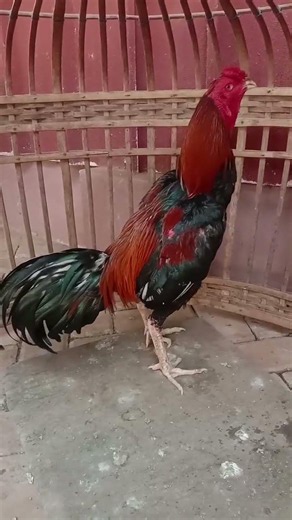 The Sound of Morning: Powerful Rooster Crowing Close-up