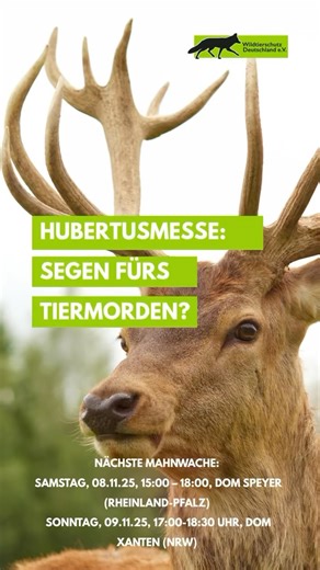 Wildtierschutz Deutschland on Instagram: "Es ist November, viele Kirchengemeinden halten an diesem Wochenende und in den nächsten zwei Wochen die Hubertusmesse mit einem Hirsch als Opfer. Manche Kirchen haben sich bereits aus ethischen Gründen gegen die Hubertusmesse gestellt. 👉Wildtierschutz Deutschland e.V. und viele andere Tierschutzorganisationen üben scharfe Kritik an den Verantwortlichen der Kirchengemeinden für die Ausrichtung der Gottesdienste, genannt „Hubertusmesse“, aus. 👉Wir wollen