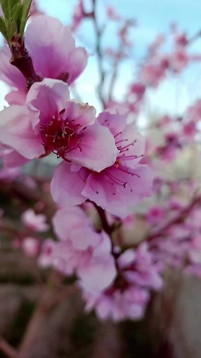 Cherry Blossom Close-Up: Stunning Spring Blooms