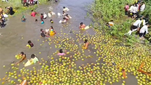 मध्यप्रदेश से गुजरात नारियल से भरी एक ट्रक आ रही थी। दाहोद में ब्रिज पर ट्रक पलट गया, लेकिन मदद करने के बजाय लोग नारियल लूटने पहुंच गए जैसे कोई मुफ्त सेवा मिल रही हो। हादसे में ड्राइवर की किसी को परवाह नही उसके साथ क्या हुआ होगा किस हाल में होगा, बस फ्री का सामान लूटने की होड़ लग गई।सोचने वाली बात है, जब इंसानियत ऐसे वक्त पर गायब हो जाए तो क्या ऐसे लोगों से दुकानों और घरों की सुरक्षा की उम्मीद कीतनी की जा सकती है
