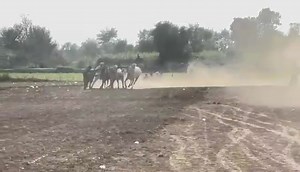 10نومبر 2023 بروز ہفتہ ایڈمن: ہاشم گجر_ مار فیصل آف انگیلڈ گروپ سہاگہ بیل ریس اینڈ بیل گاڑی ریس آل پاکستان اوپن سہاگہ بیل ریس گراؤنڈ :سرور والی راؤنڈ ونر سہاگہ 03030698824 | Suhaga bail race
