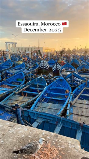 I've been in Morocco for three weeks now. I'm in lovely Essaouira by the Atlantic now, where days are spent book writing, walking the medina, running along the beach promenade, hanging out with my Danish friend Michael who joined me here yesterday, eating tajines & mandarins, enjoying the warm, sunny weather, watching Atlantic sunsets, and cuddling countless cats. Morocco sure is a winner ❤️🇲🇦 #essaouira #morocco #marokko | Nicolai Bangsgaard