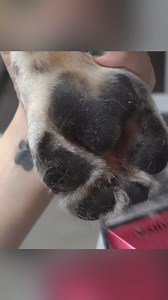 278K views · 12K reactions | Forever and always a huge part of my grooming journey and love for Akitas. RIP big bear❤️ #groomeroffacebook #doggrooming #groomingproducts #hairy #catlovers #petlovers #groomer #petgroomer #pets | Girl With The Dogs | Facebook